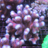 Stylophora pistillata polypes verts  7-10 cm